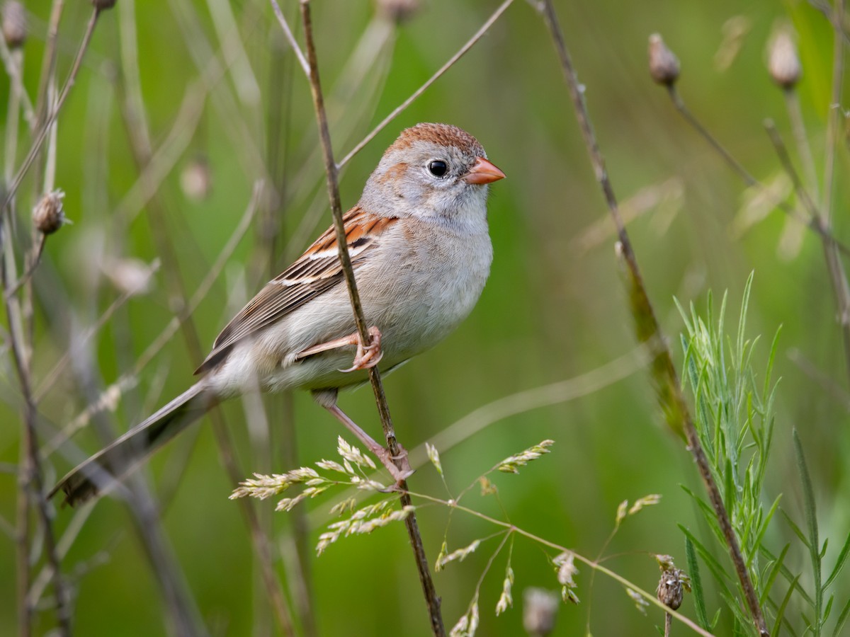 Field Sparrow - ML620000072
