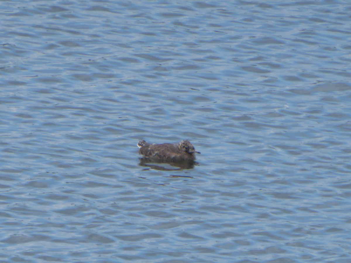 Black-headed Gull - ML620000076