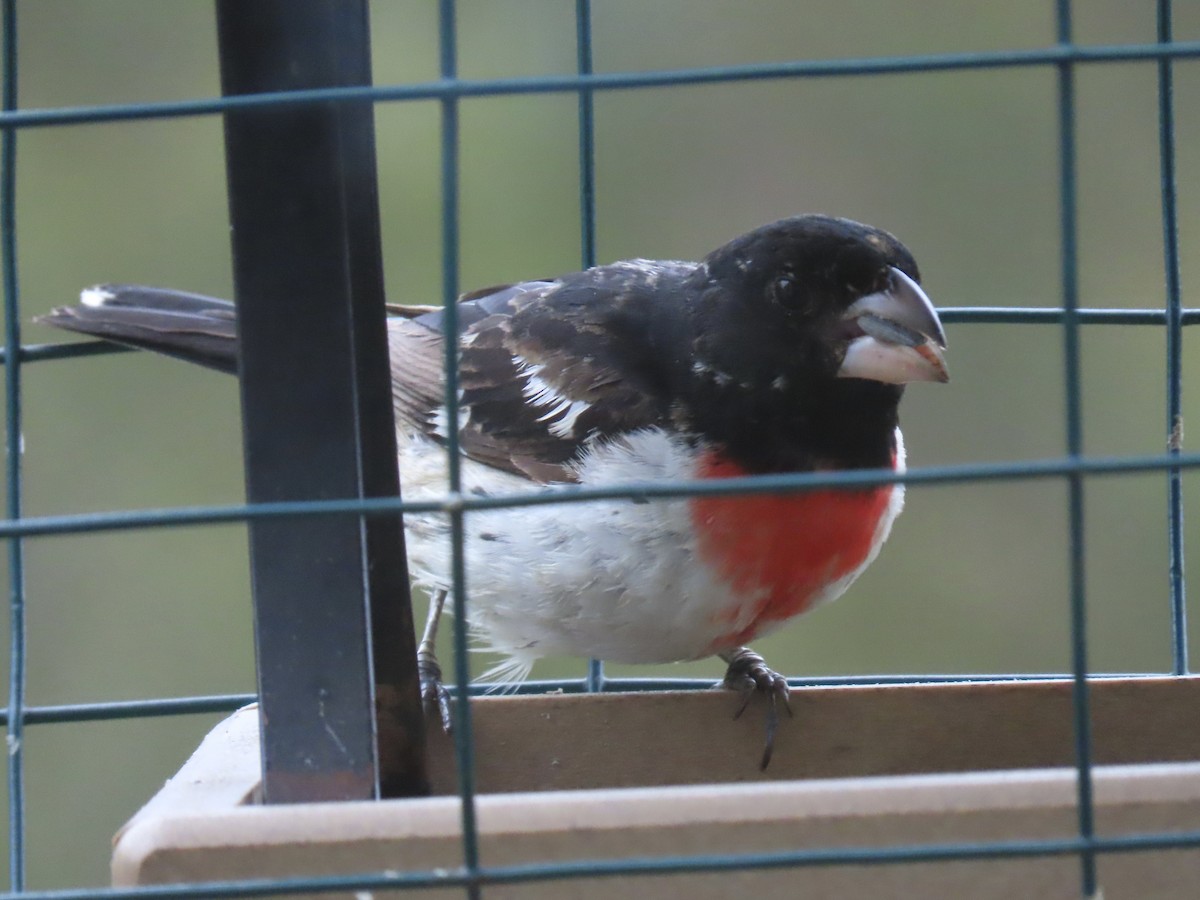 Rose-breasted Grosbeak - Alane Gray