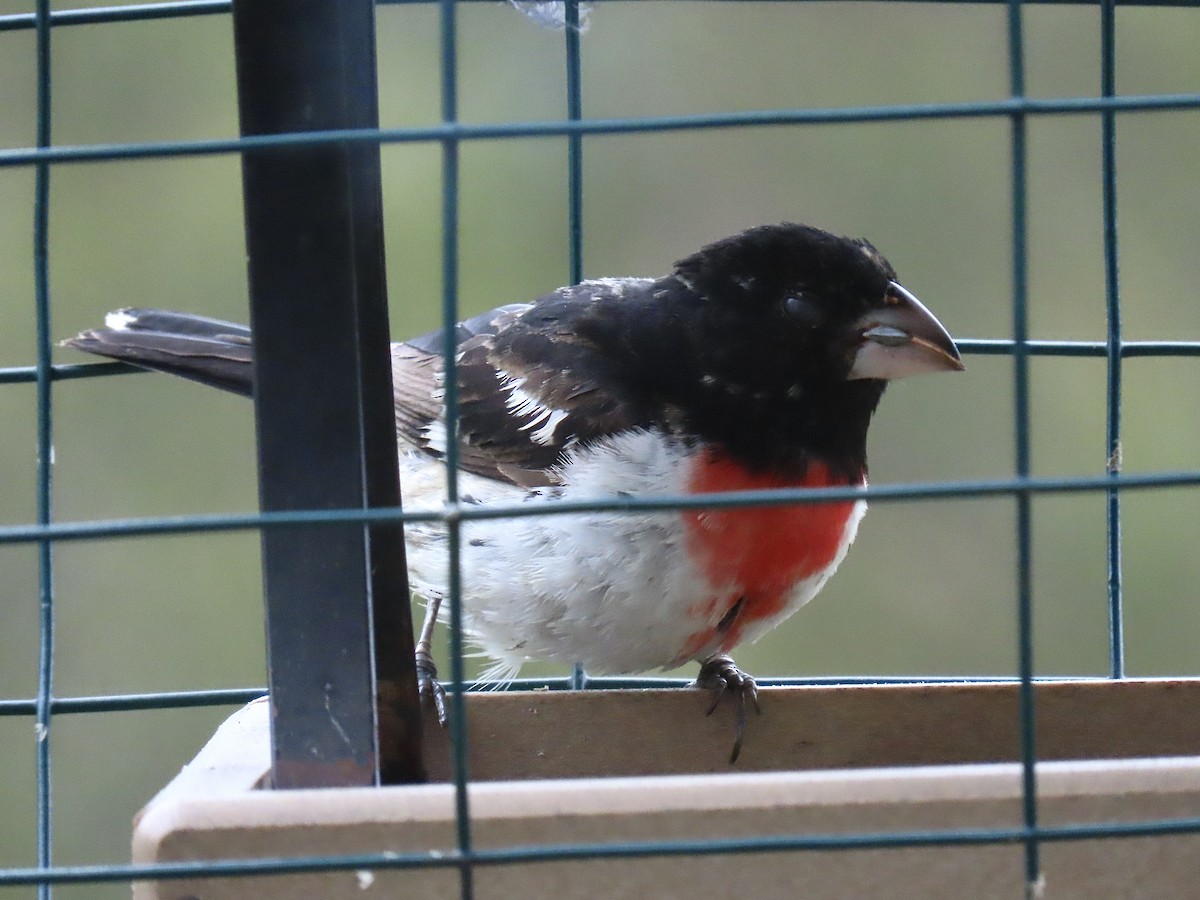 Rose-breasted Grosbeak - ML620000084