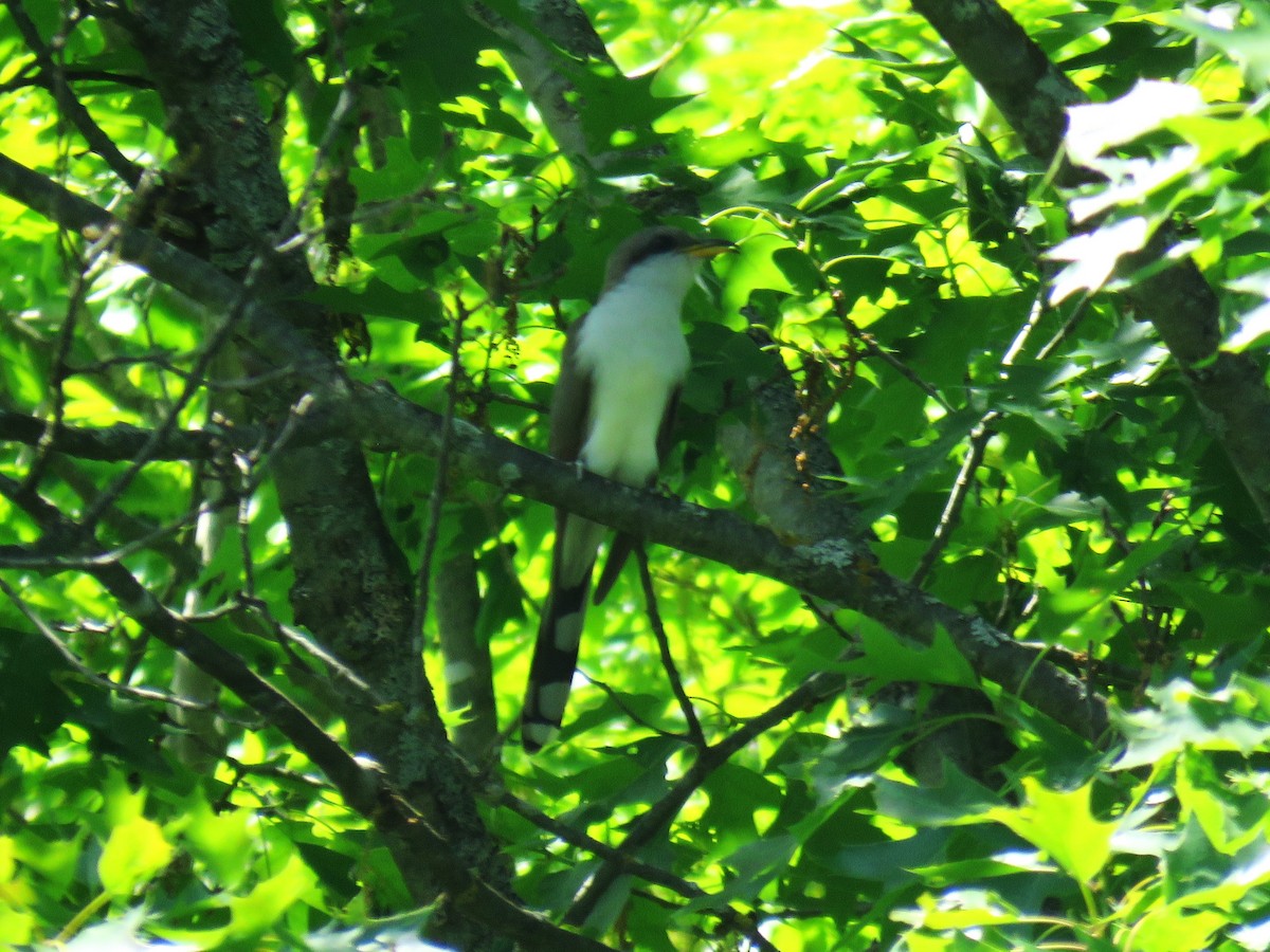 Yellow-billed Cuckoo - ML620000089