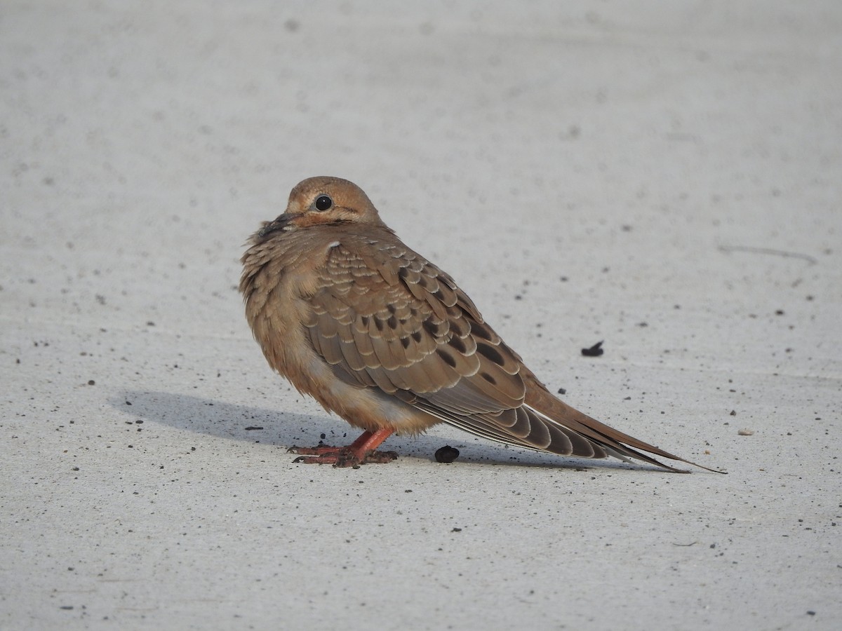 Mourning Dove - ML620000090