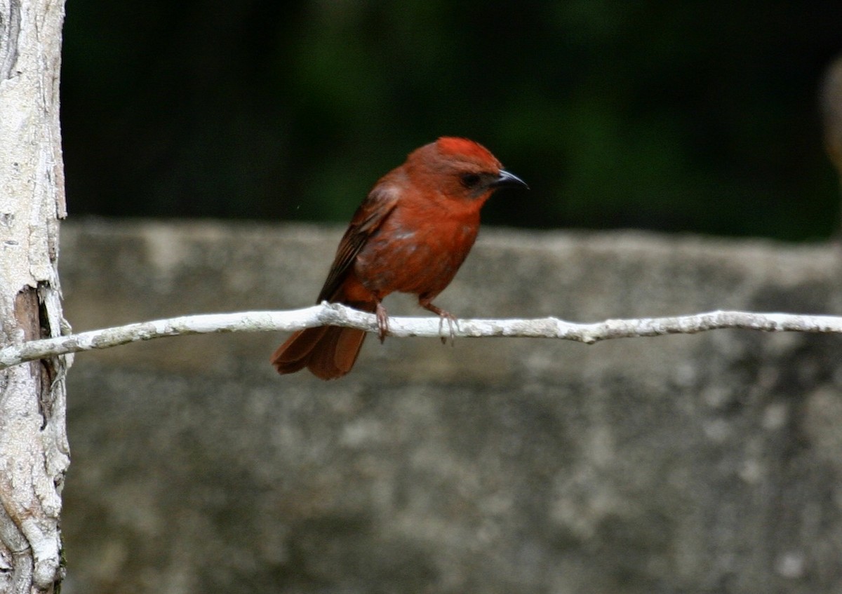 Red-throated Ant-Tanager - ML620000110