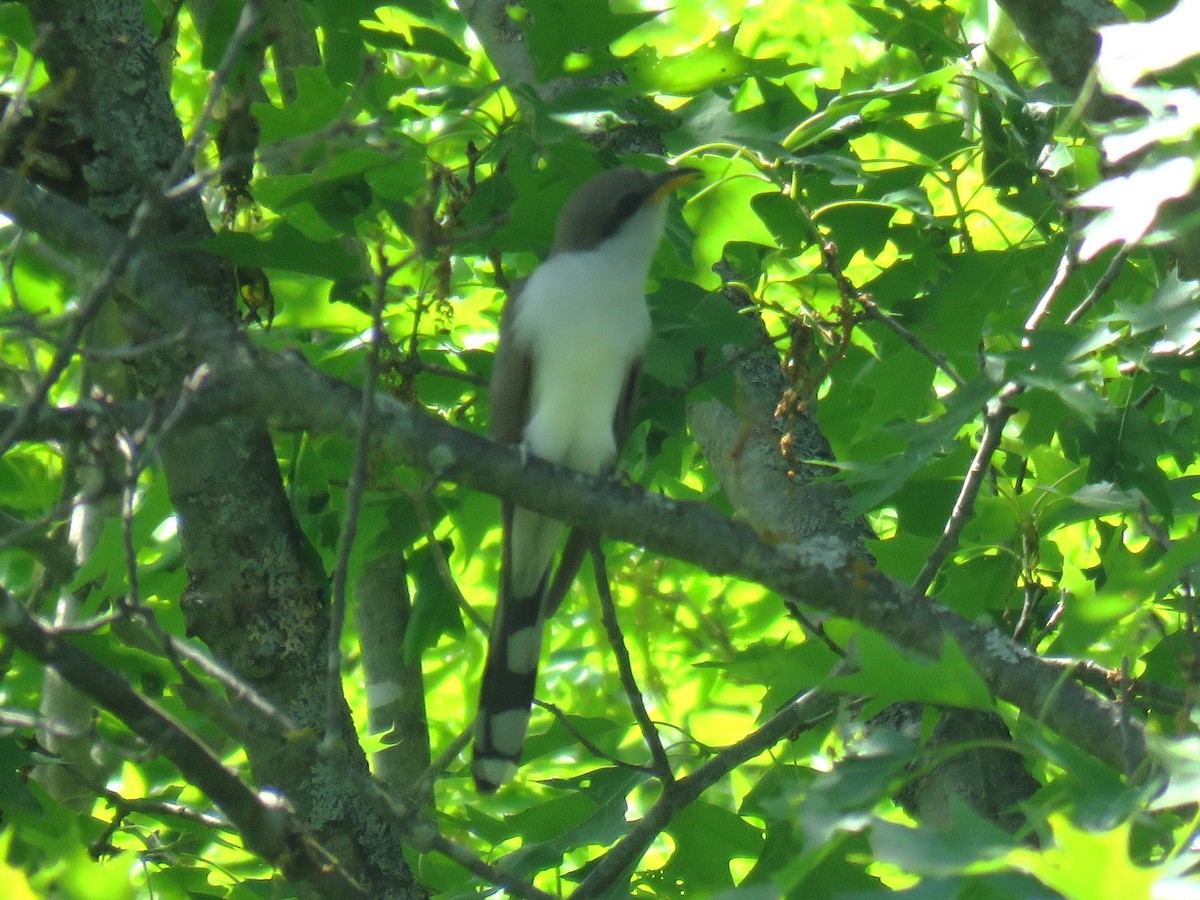 Yellow-billed Cuckoo - ML620000111