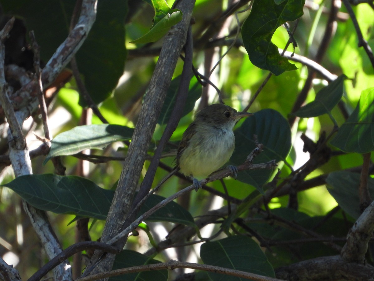 Fulvous-crowned Scrub-Tyrant - ML620000117