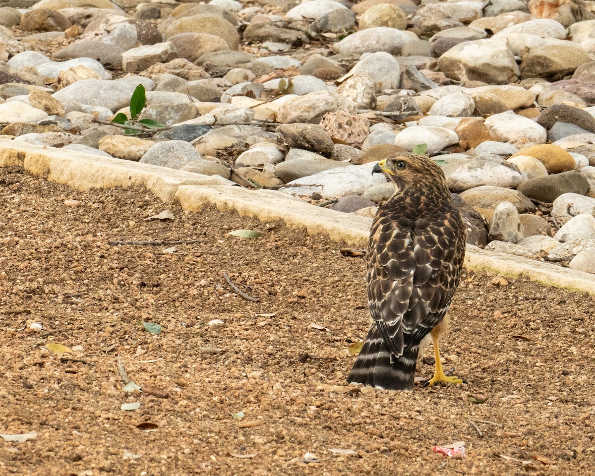 Red-shouldered Hawk - ML620000120