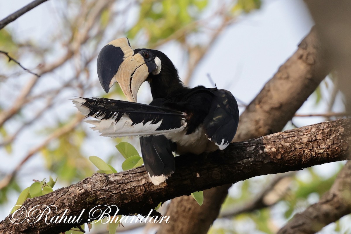 Malabar Pied-Hornbill - Rahul Bhandari