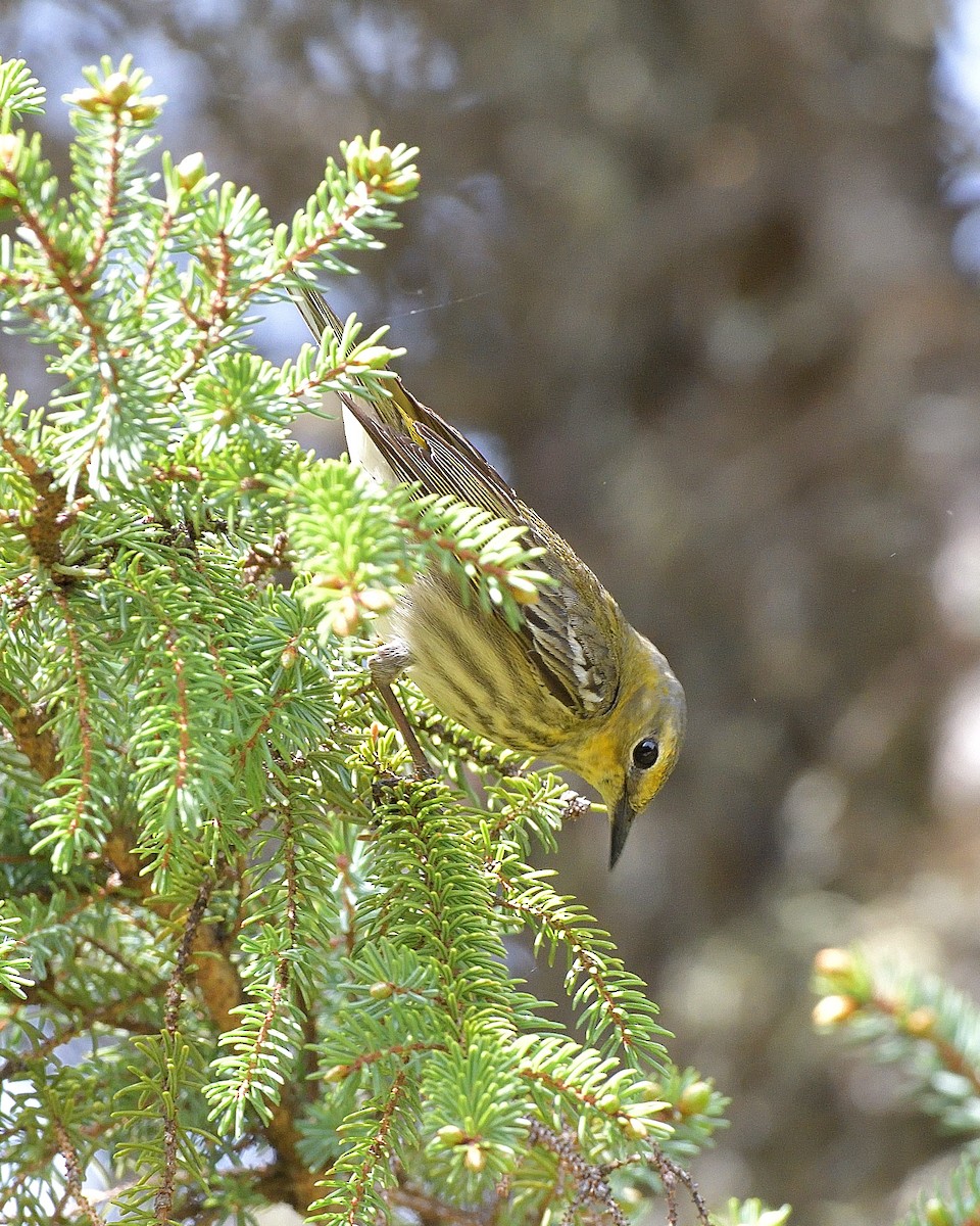 Cape May Warbler - ML620000152