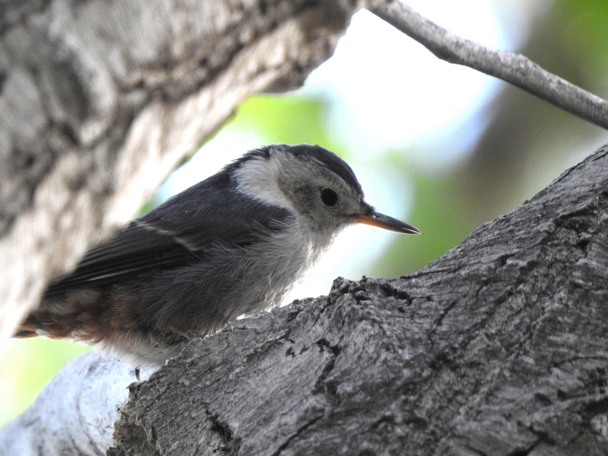 White-breasted Nuthatch (Interior West) - T B