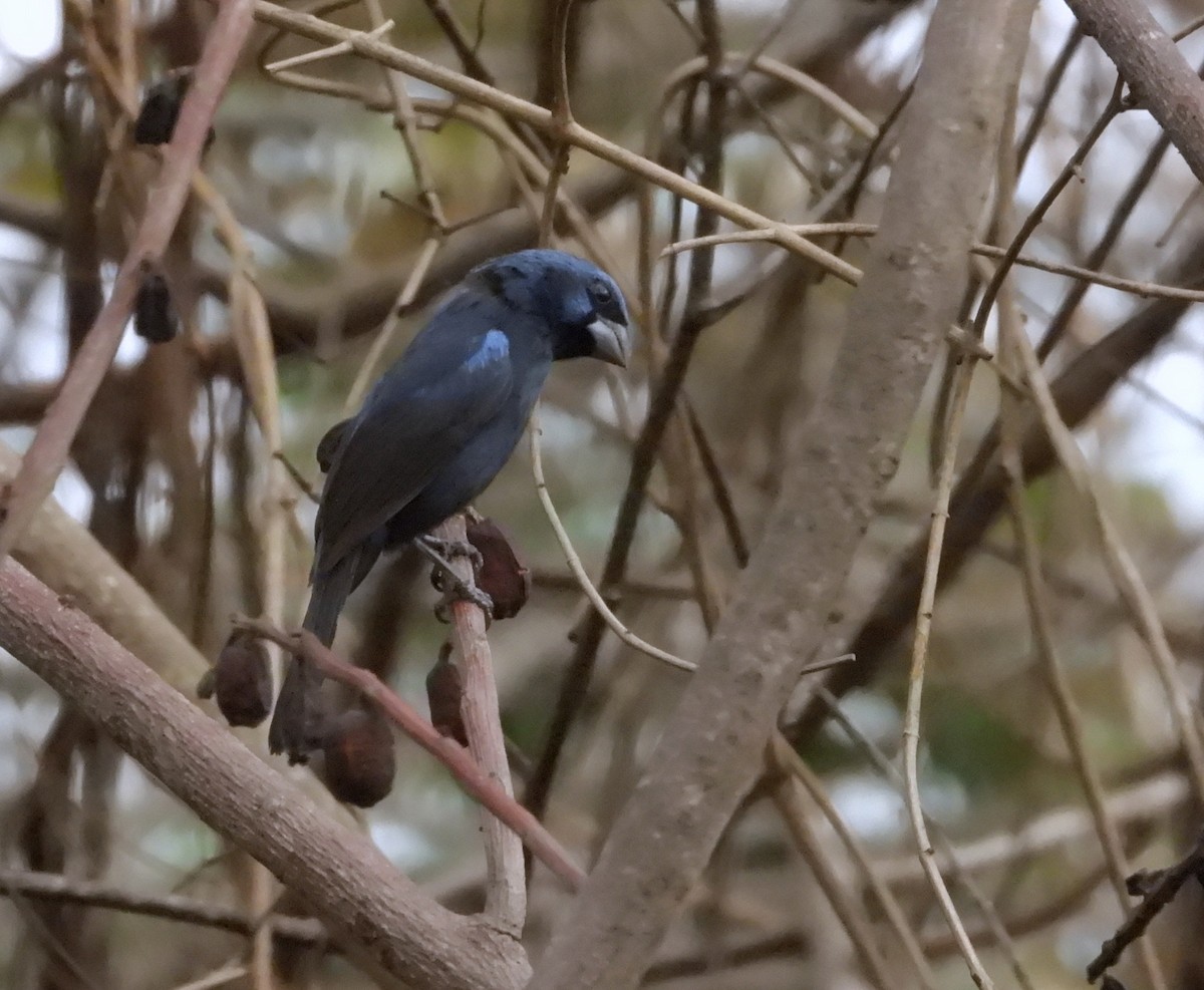 Ultramarine Grosbeak - ML620000170