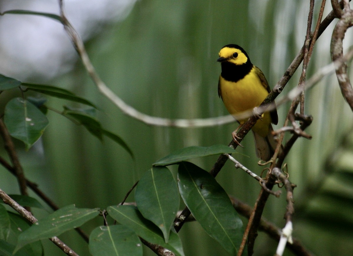 Hooded Warbler - ML620000171