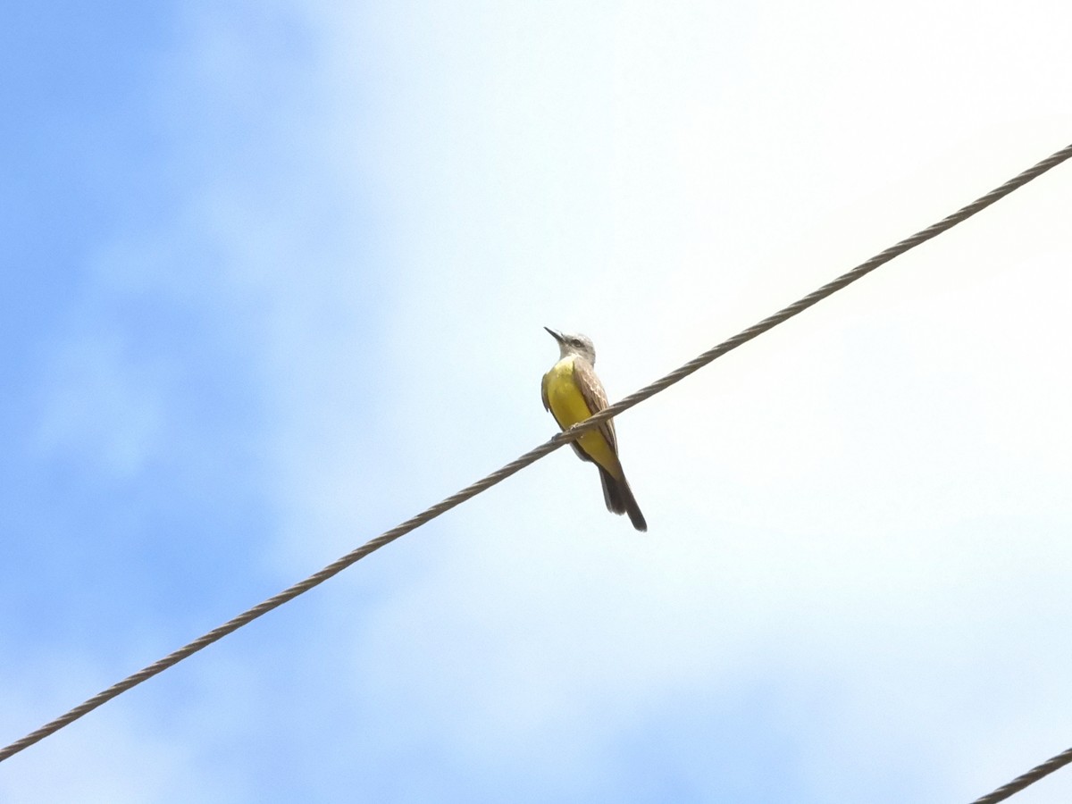 Tropical Kingbird - ML620000187