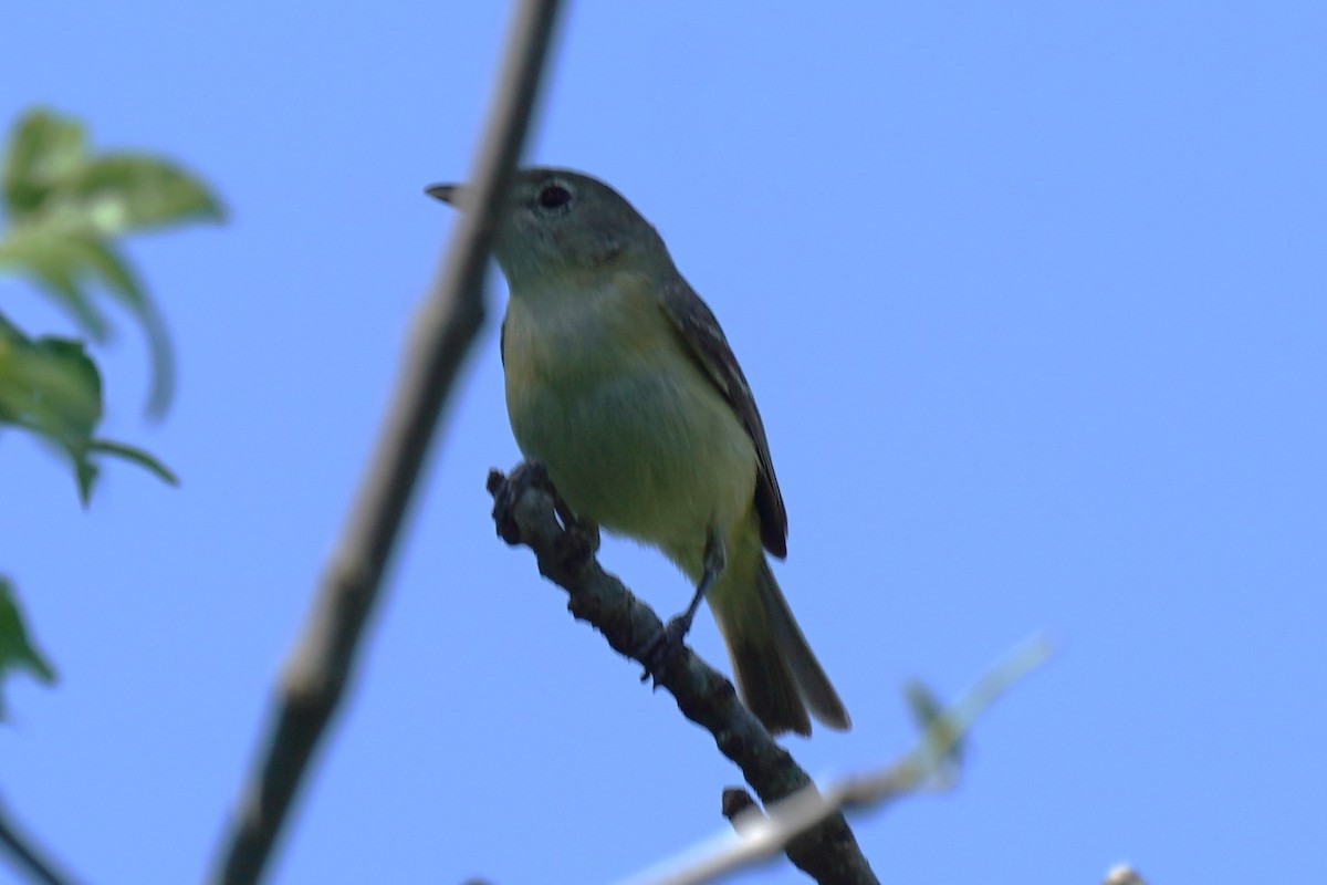 Bell's Vireo - ML620000191