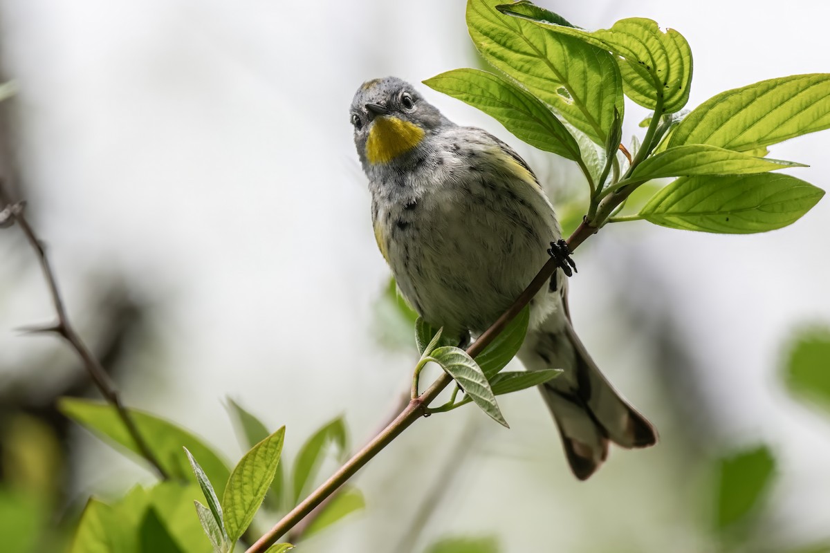 Yellow-rumped Warbler (Audubon's) - ML620000198