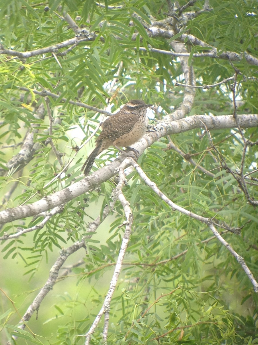 Cactus Wren - ML620000200