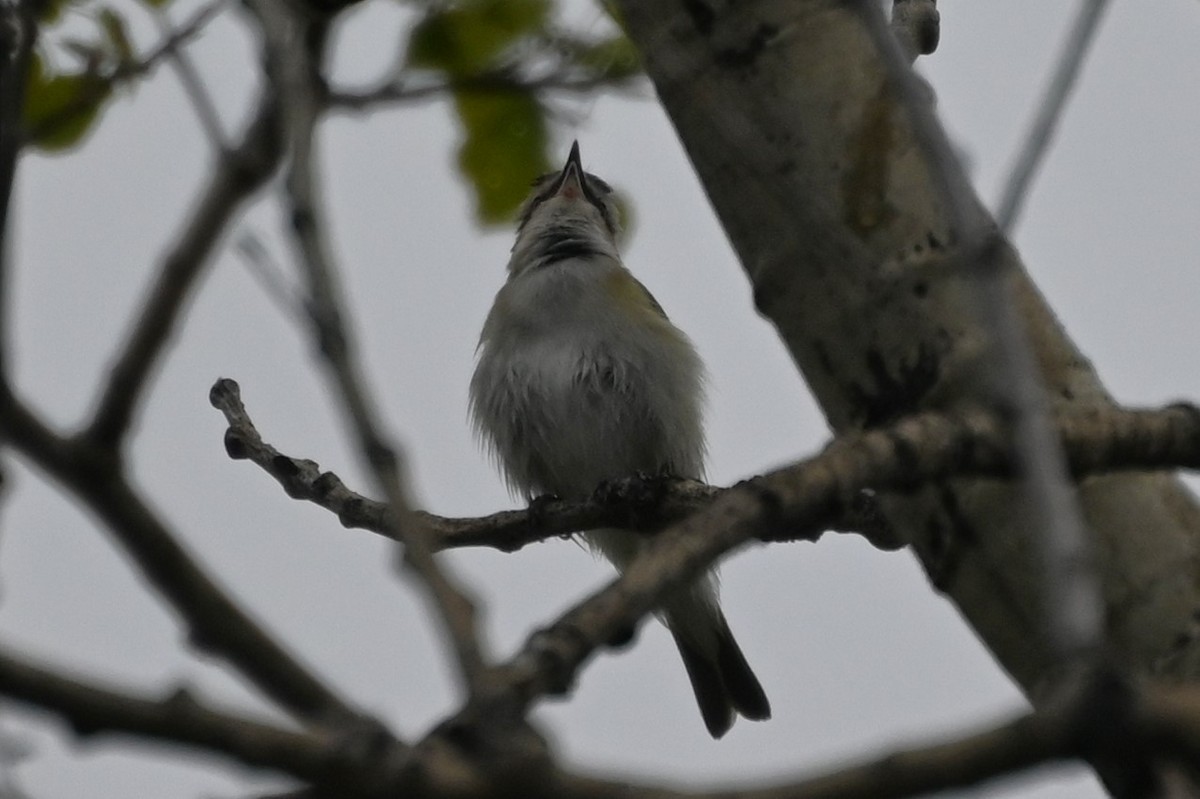 rødøyevireo - ML620000227