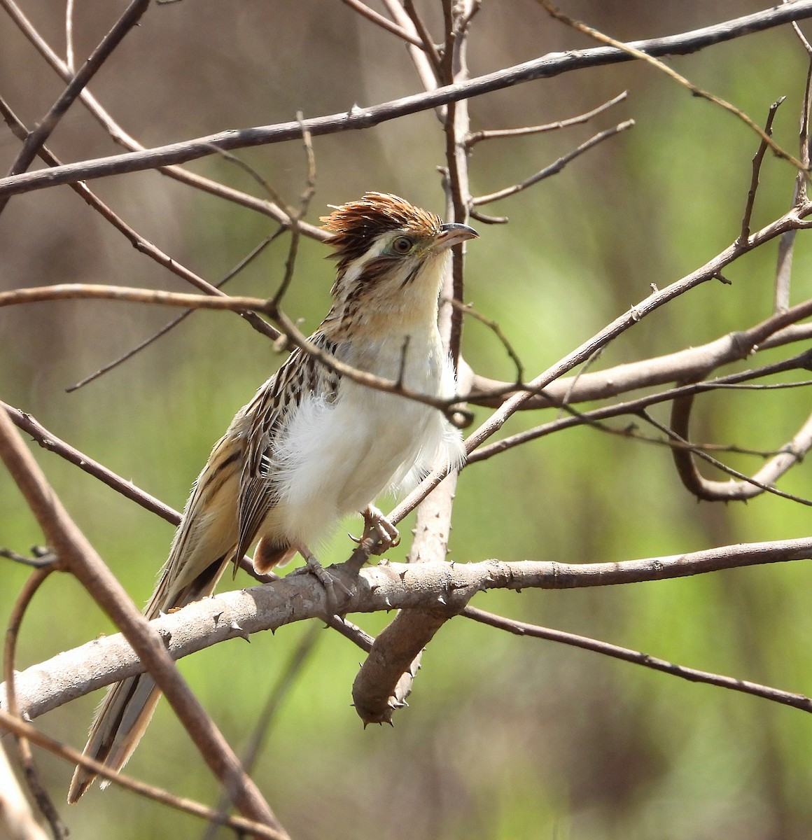 Striped Cuckoo - ML620000232