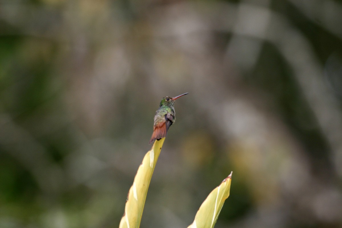 Rufous-tailed Hummingbird - ML620000239