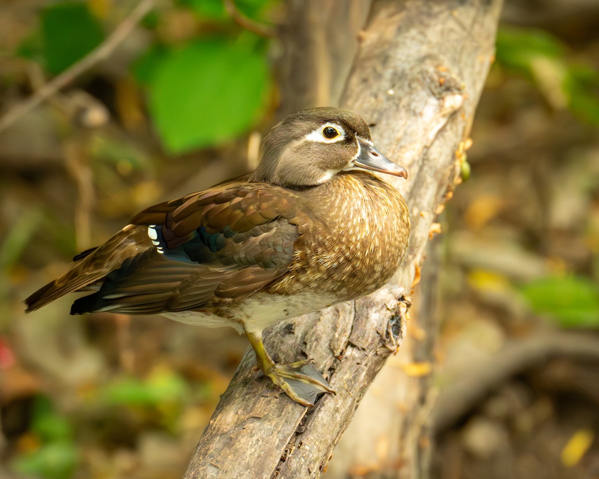 Wood Duck - ML620000240