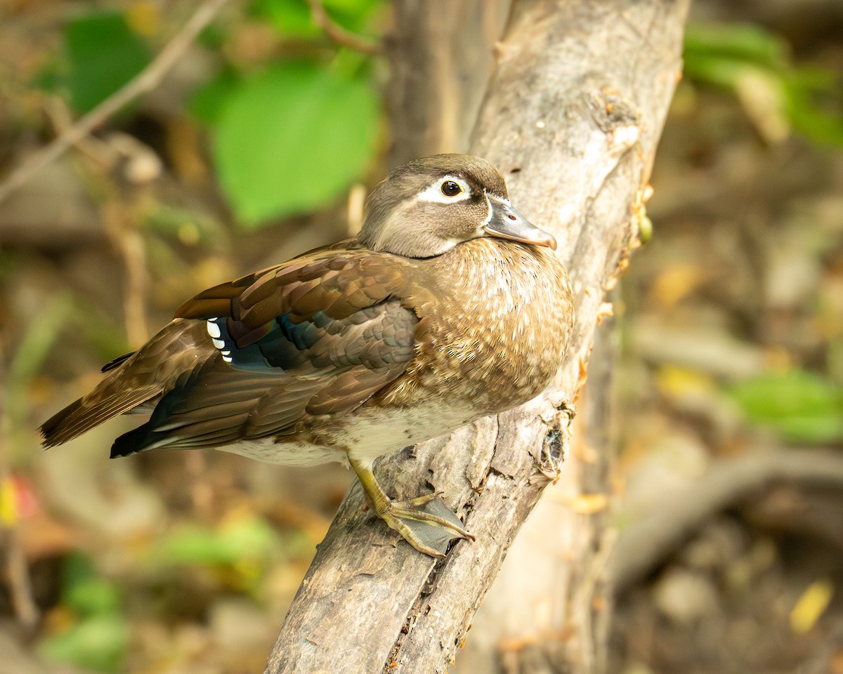 Wood Duck - ML620000241