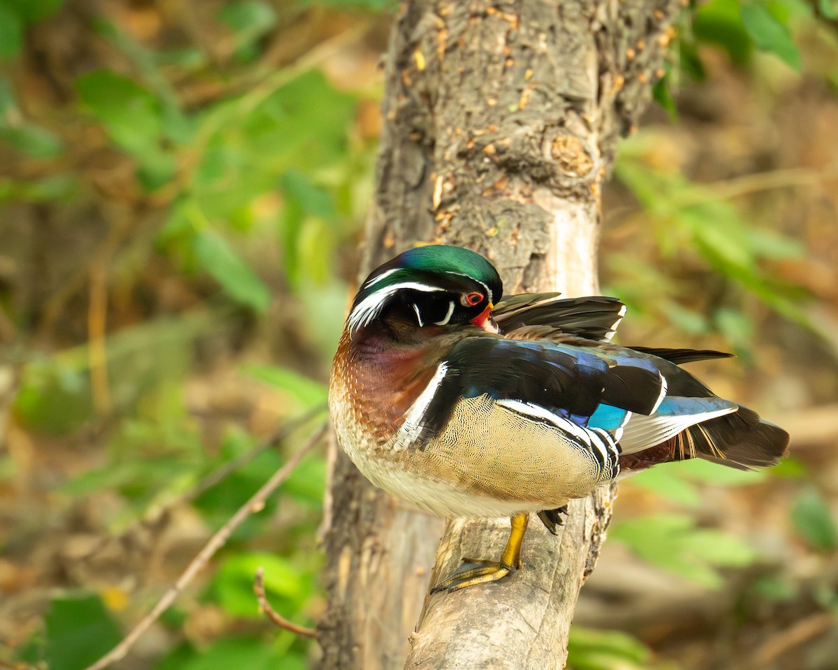 Wood Duck - ML620000246