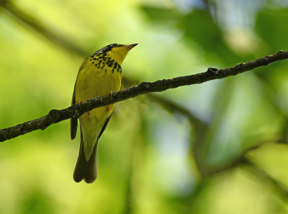 Canada Warbler - ML620000249