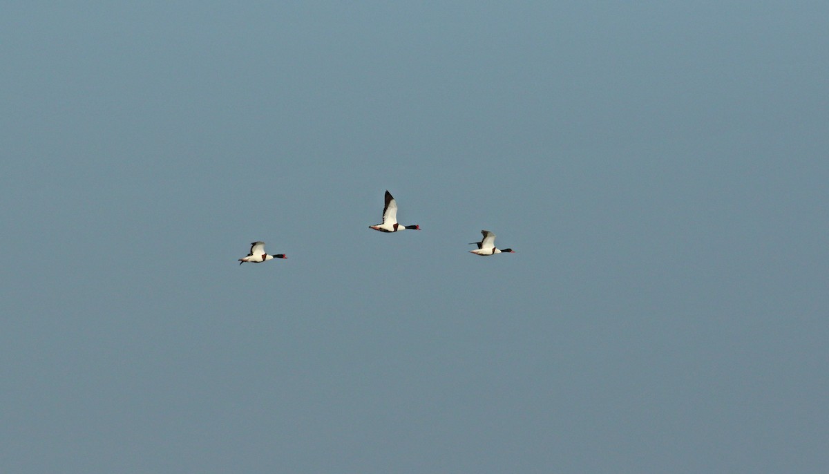 Common Shelduck - ML620000252