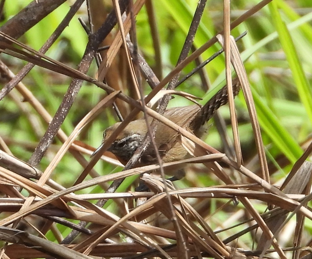 Rufous-breasted Wren - ML620000254