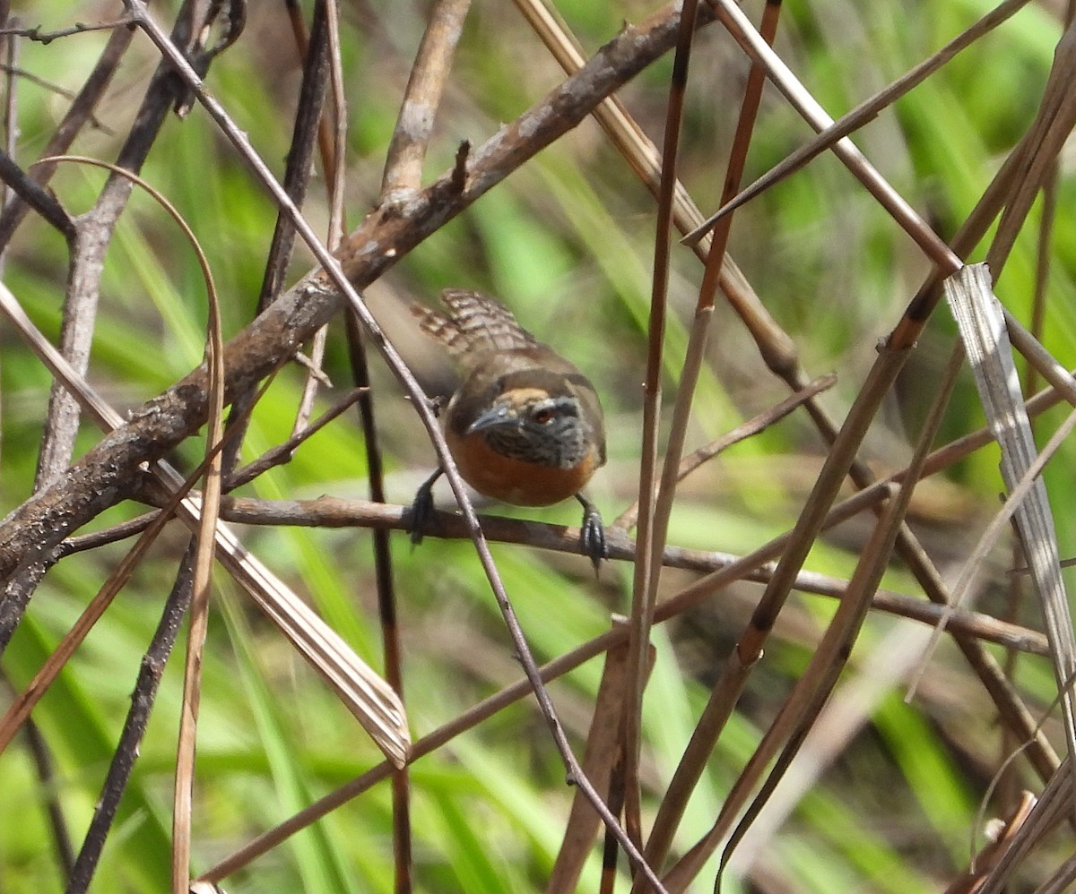 Rufous-breasted Wren - ML620000256