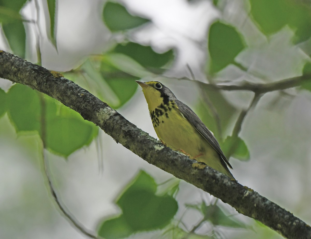 Canada Warbler - ML620000261