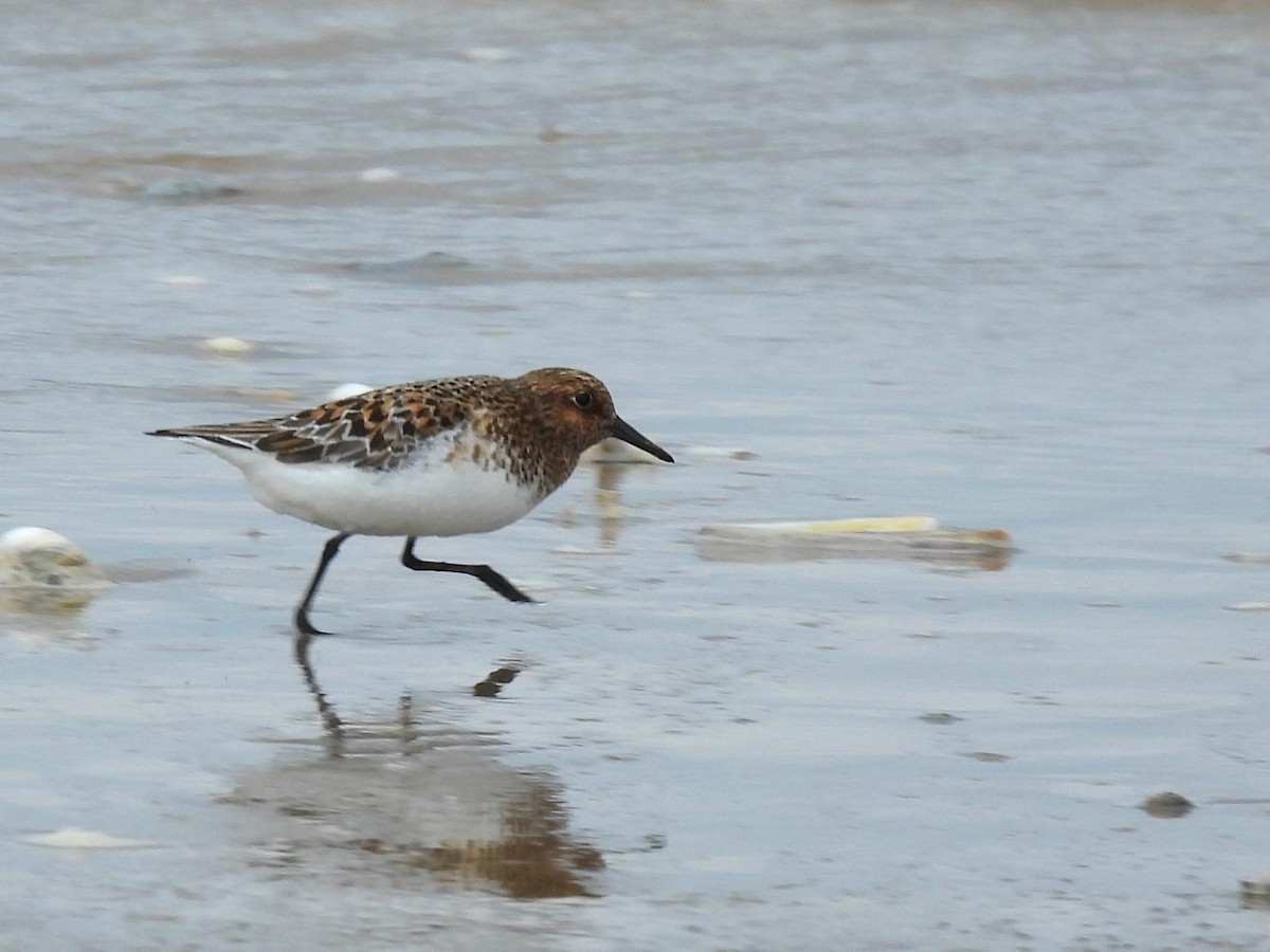 Bécasseau sanderling - ML620000267