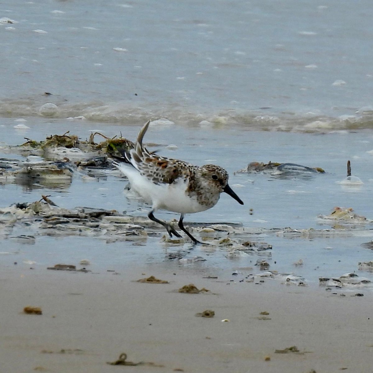 Bécasseau sanderling - ML620000268