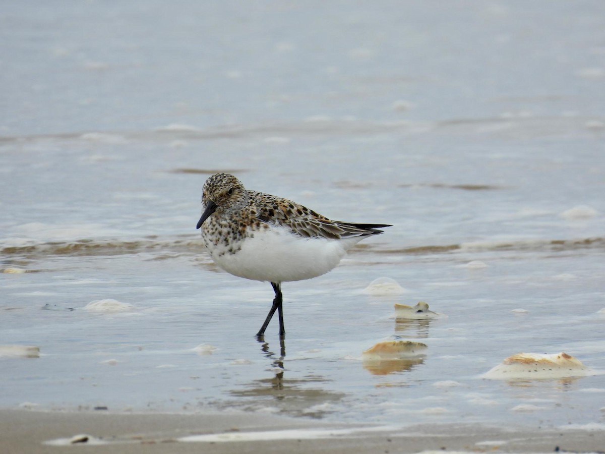 Bécasseau sanderling - ML620000269