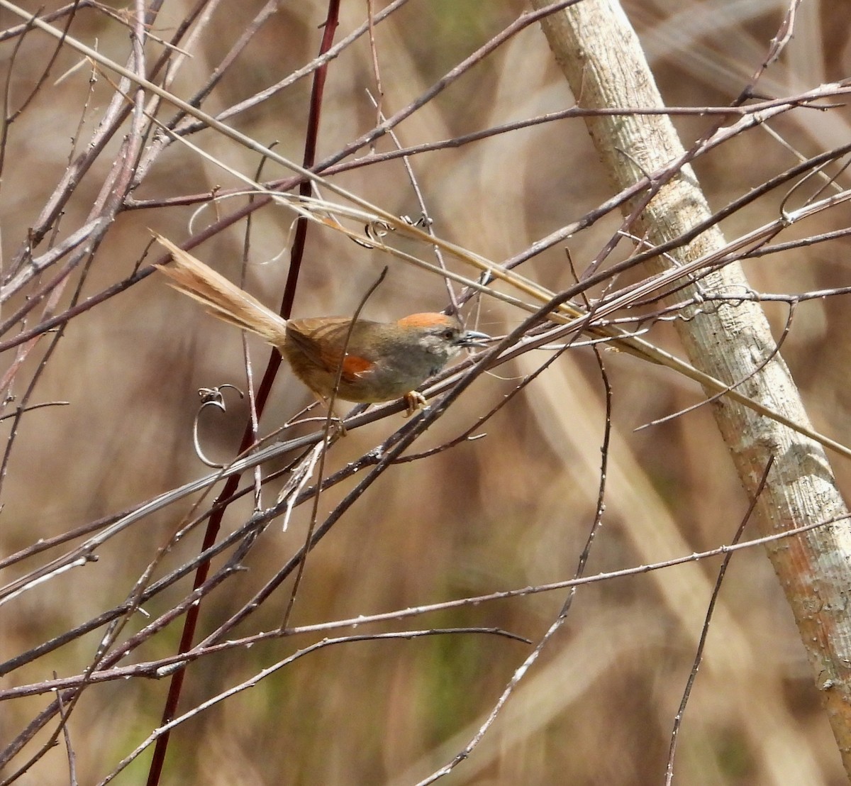 Pale-breasted Spinetail - ML620000277