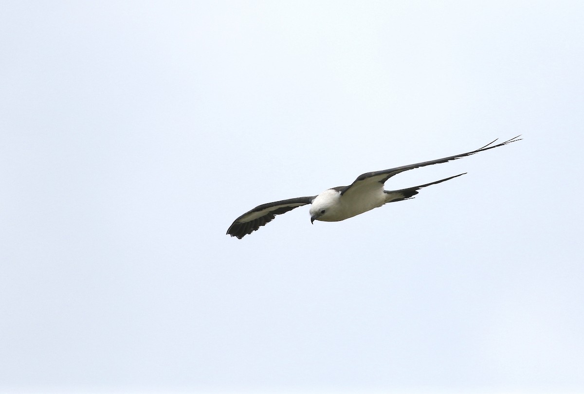 Swallow-tailed Kite - ML620000279