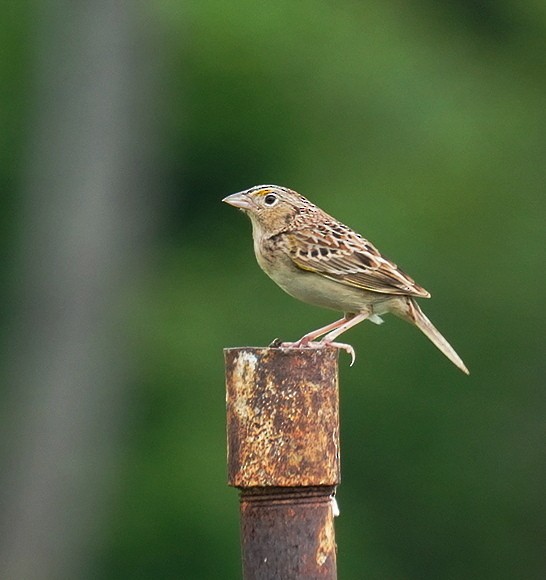 Grasshopper Sparrow - ML620000282