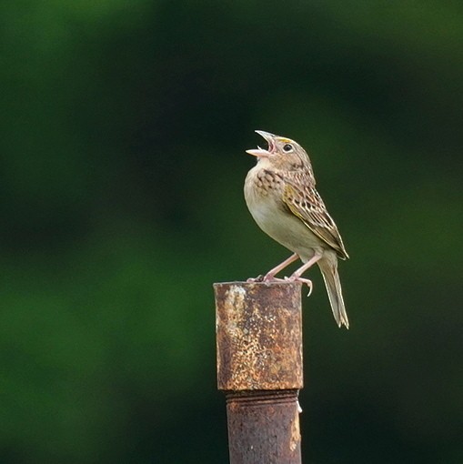 Grasshopper Sparrow - ML620000291