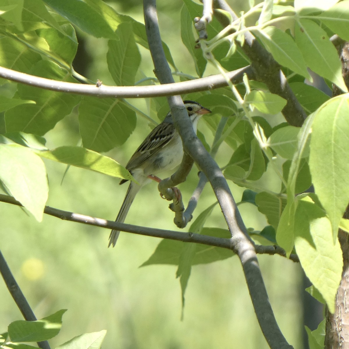 Clay-colored Sparrow - ML620000307