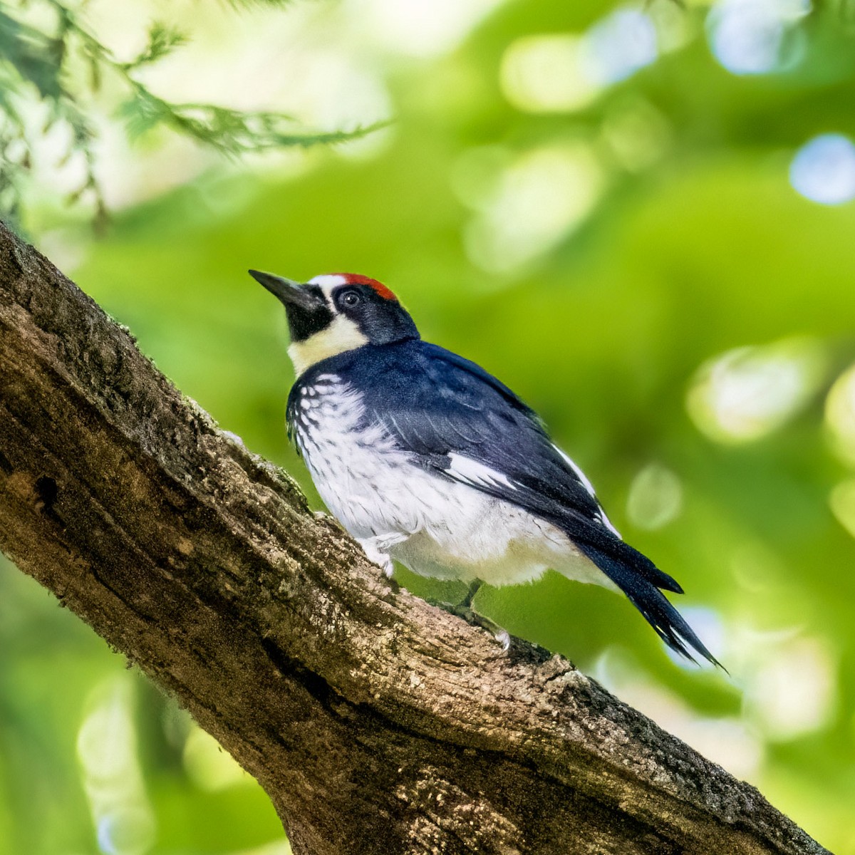 Acorn Woodpecker - ML620000316