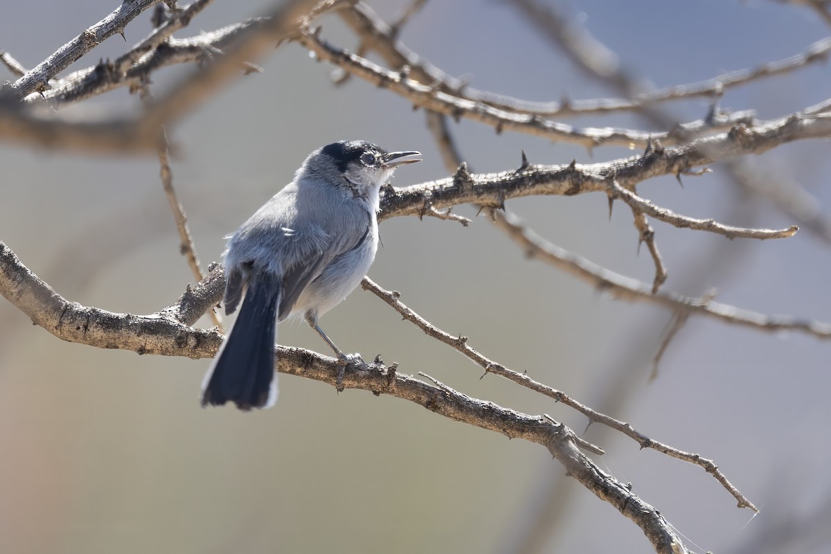 Black-tailed Gnatcatcher - ML620000320