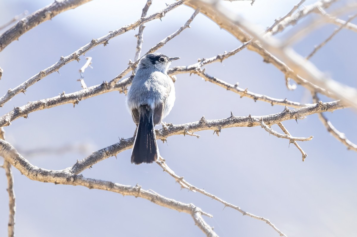 Black-tailed Gnatcatcher - ML620000330