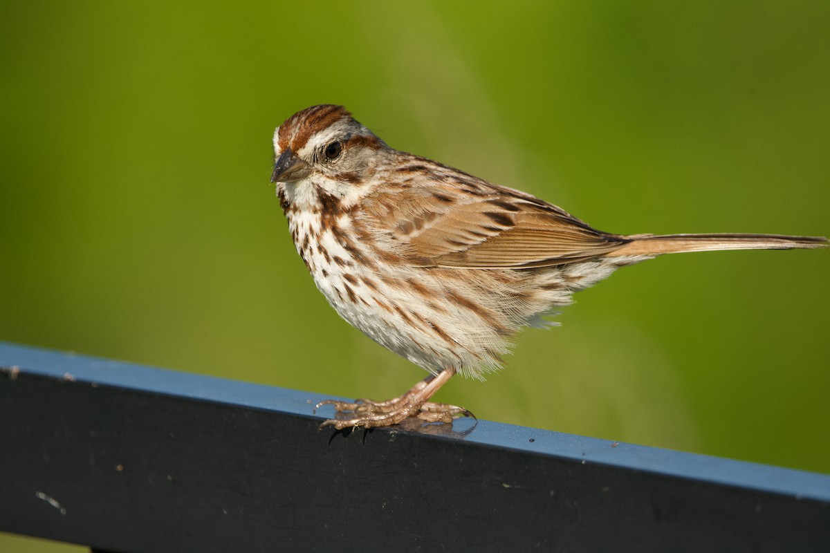 Song Sparrow - ML620000333