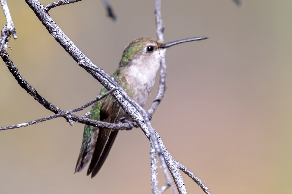 Costa's Hummingbird - ML620000339