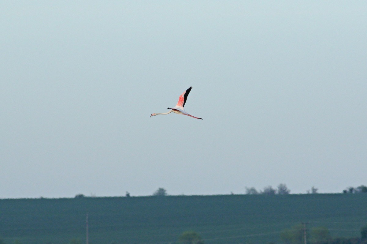 Greater Flamingo - ML620000342