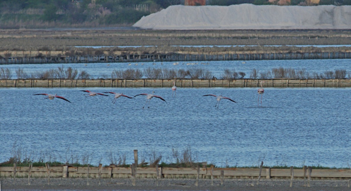 Greater Flamingo - ML620000343