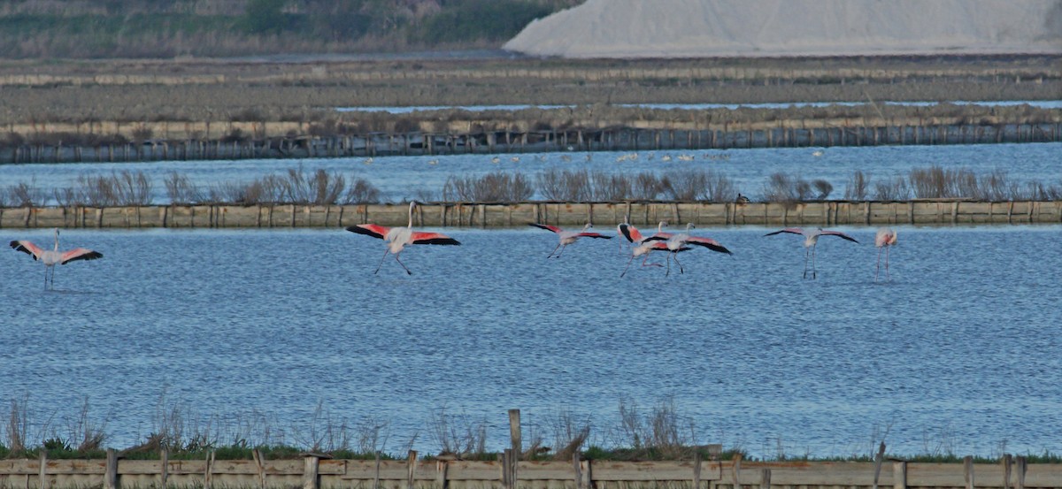 Greater Flamingo - ML620000344