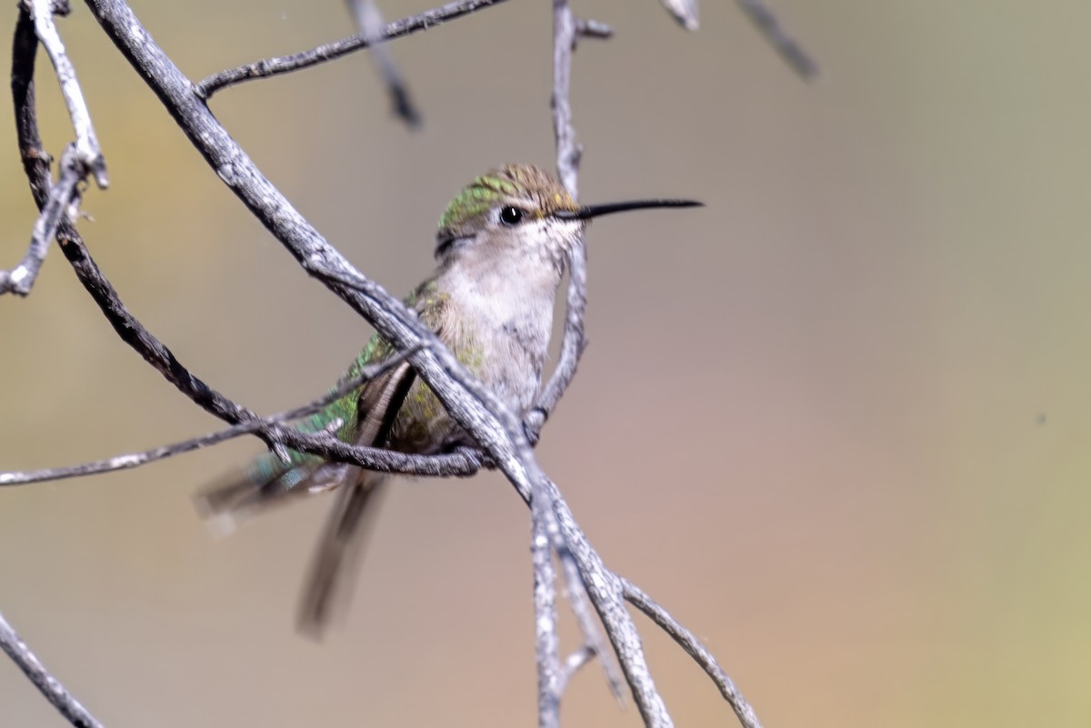 Costa's Hummingbird - ML620000345