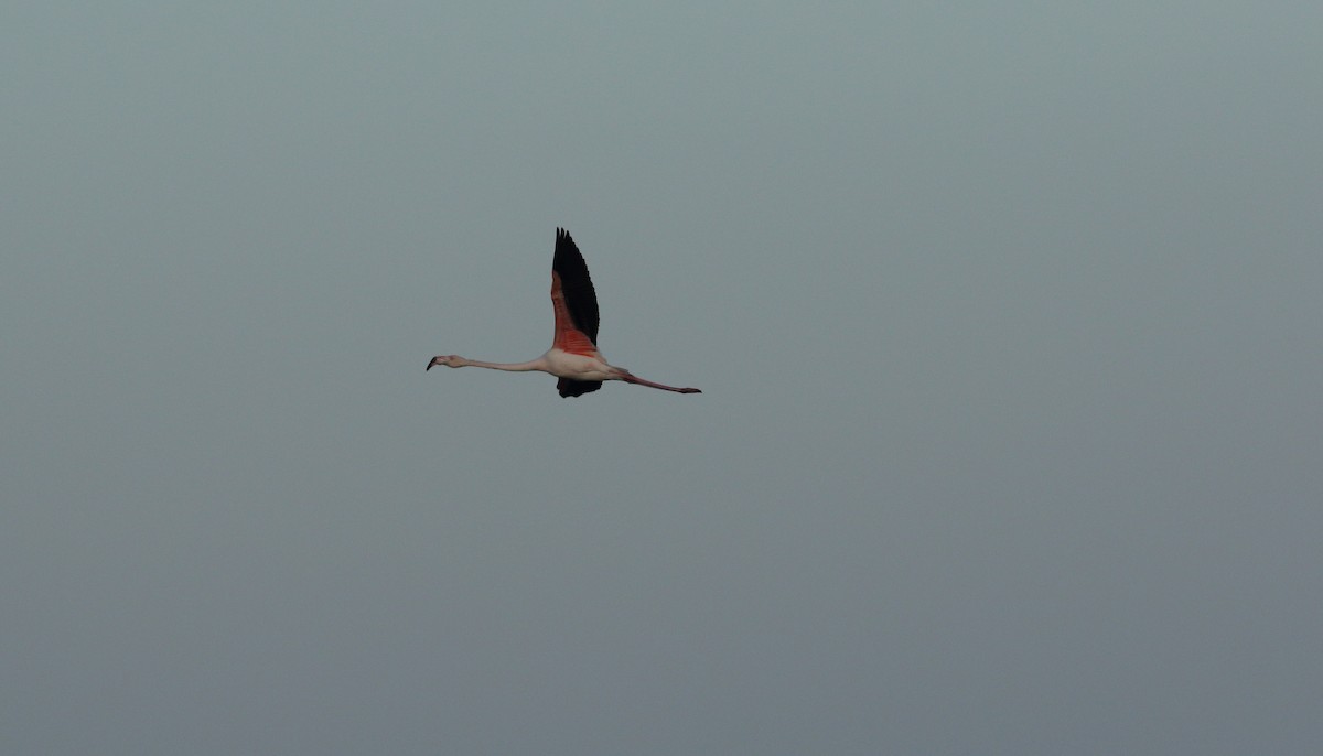 Greater Flamingo - ML620000357