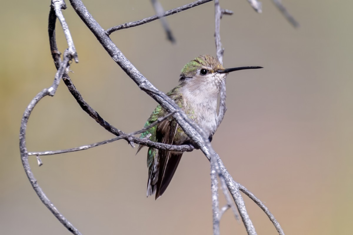 Costa's Hummingbird - ML620000364