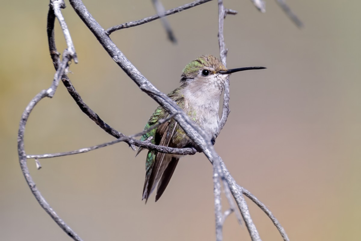 Costa's Hummingbird - ML620000368